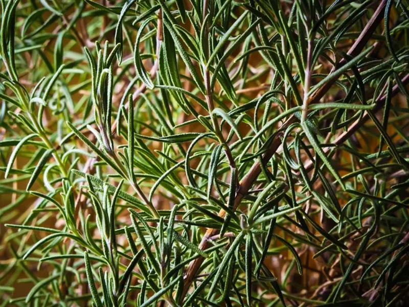 Rosemary Oil for Hair Growth – Scientific Benefits & How to Use | روزمیری آئل بالوں کے لیے