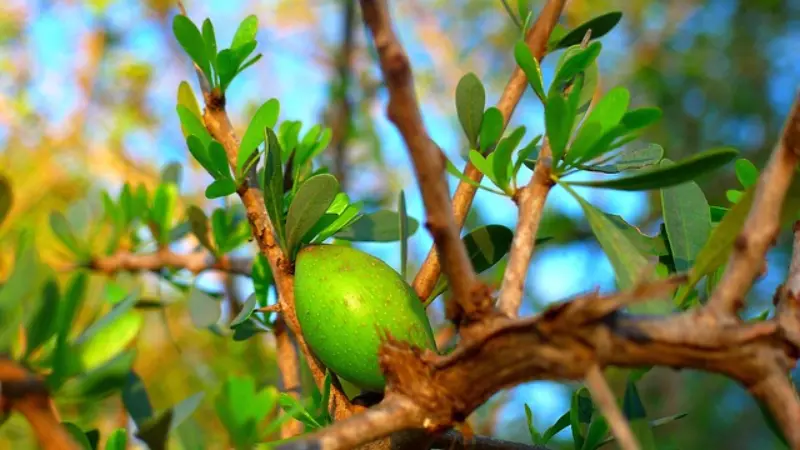 Argan Oil for Skin & Hair – Complete Guide Pakistan | آرگن آئل کے فائدے