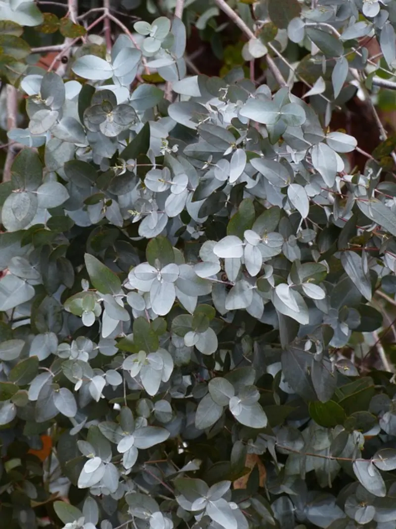 Eucalyptus Oil ke Fayde – 12 Uses for Cold, Pain & Skin | یوکلپٹس آئل